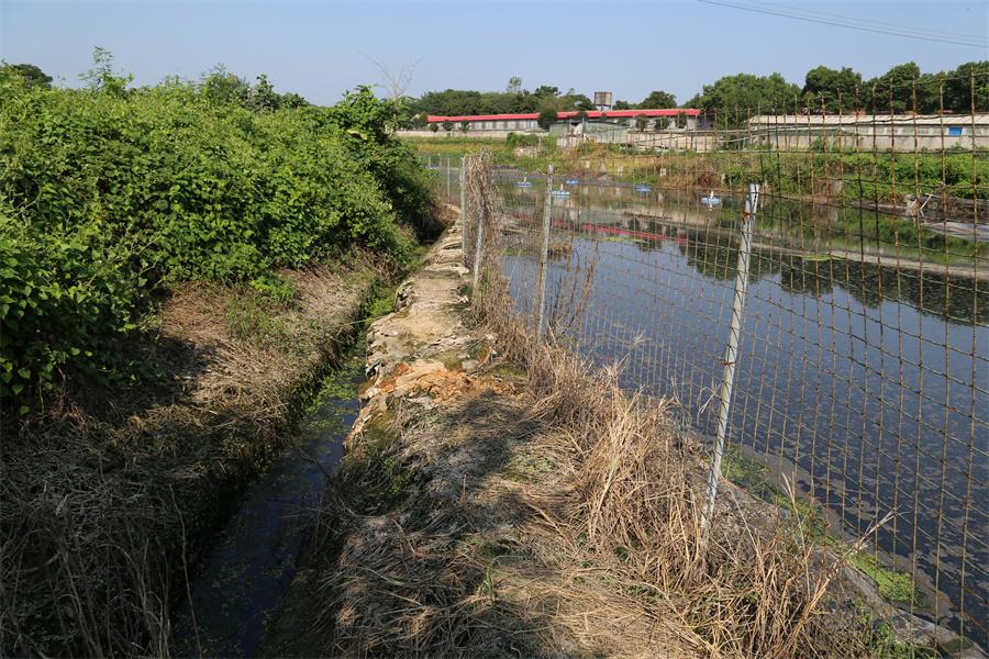 河北“一塘一策”整治农村黑臭水体